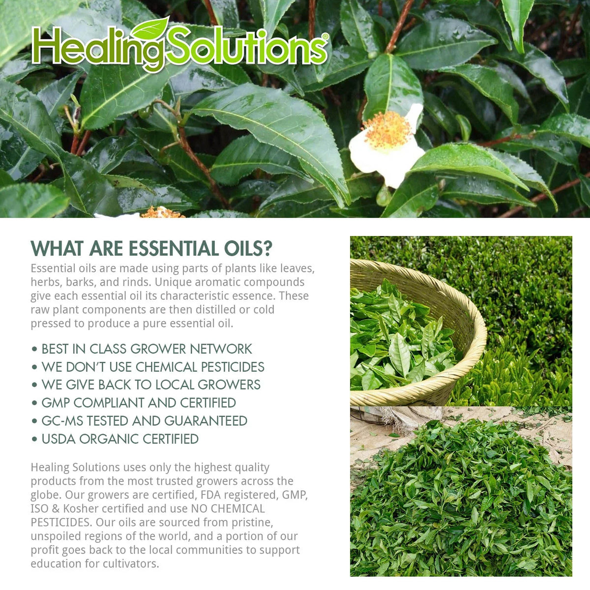 Healing Solutions - Tea Tree Oil (60ml) 100% Pure, Best Therapeutic Grade Essential Oil - 60ml/2oz