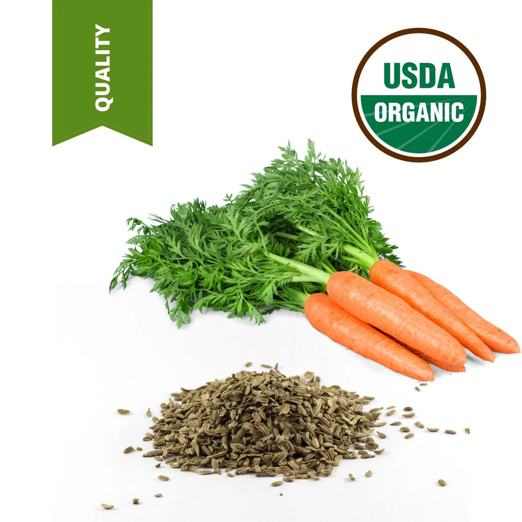 1 Gallon 100% Pure High Quality Carrot Seed Oil Certified Unrefined Carrier Oil
